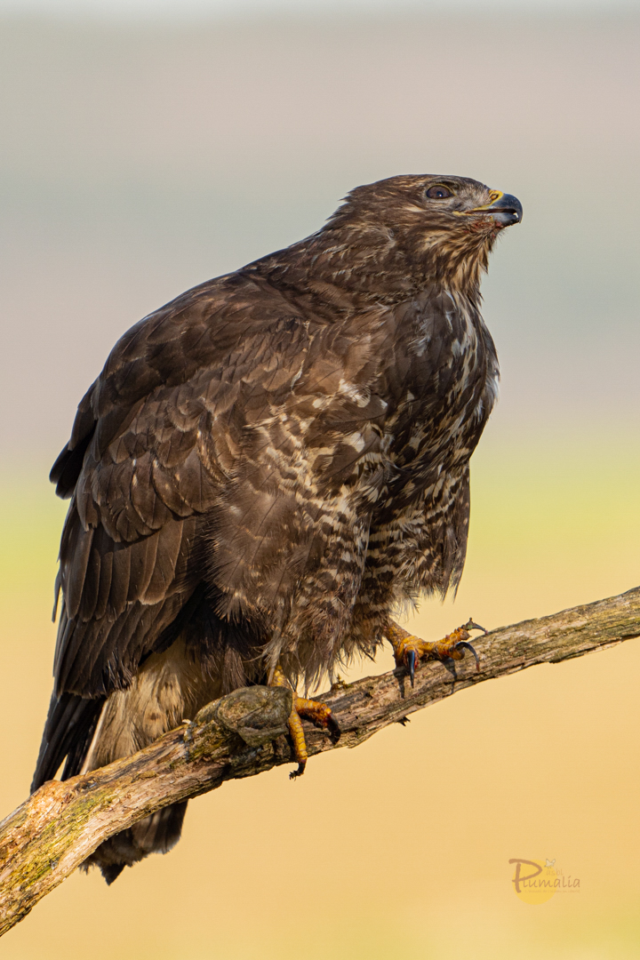 Buse variable-07512
